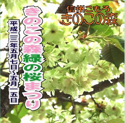 ■春のイベント第２弾■　きのこの森「緑のさくらまつり」　５月７日〜１５日