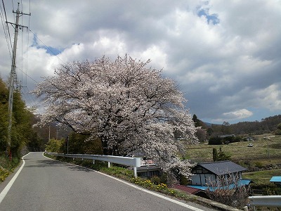 ■周辺の「お花」情報■常盤館周辺の桜、梅の状況