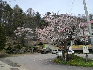 ■周辺の「お花」情報■常盤館の 「桜」情報