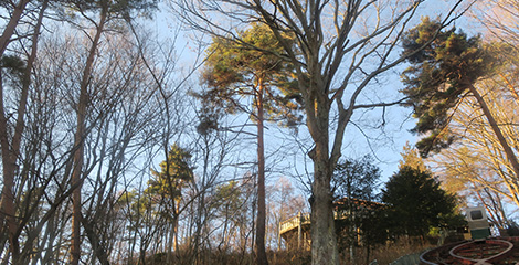 車窓　大ケヤキ