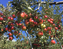 Matsui Farm (Apple picking)
