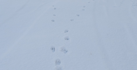 動物の足跡