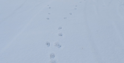 動物の足跡