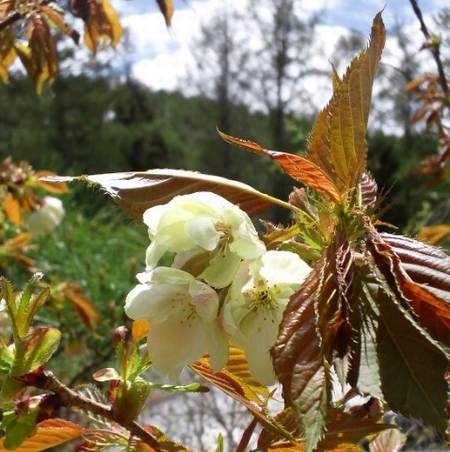 ★ふわり家イベント情報★きのこの森「緑の桜まつり2012」開催