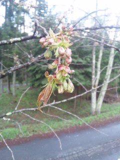 ★みどりの桜こと「御衣黄」もうすぐ咲きそうです