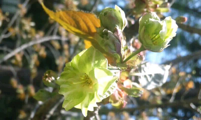 ★「緑の桜」今が見頃です。