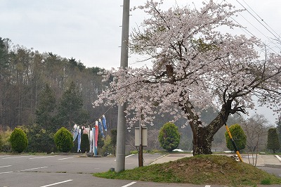 ■周辺の「お花」情報■常盤館周辺桜の様子