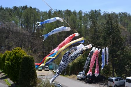 ■館内のおすすめ情報■常盤館の「鯉のぼり」