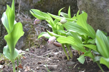 ■周辺の「お花」情報■アツモリソウがもうすぐ開花しそうです