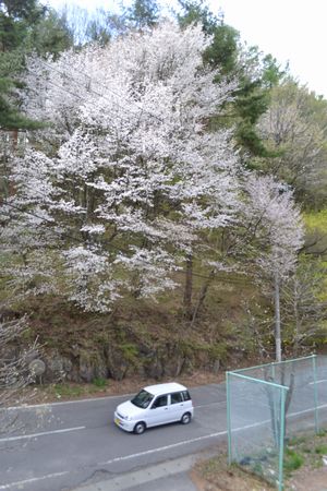 ■周辺の「お花」情報■常盤館周辺の山桜