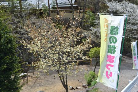 ■おすすめ情報！■きのこの森周辺緑の桜祭り開催中