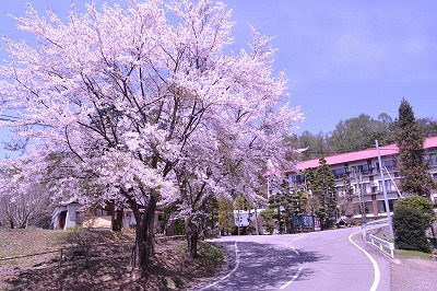 ■周辺の「お花」情報■常盤館周辺桜が満開です！