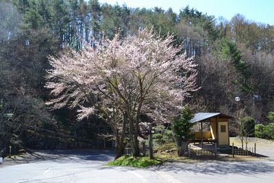 ■周辺の「お花」情報■常盤館の桜の状況（4/19）