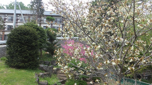 御衣黄桜（緑の桜）咲いています。５月３日