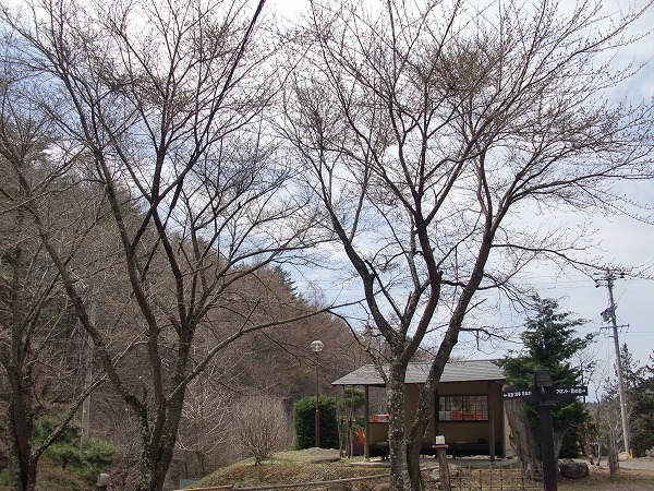 ■周辺の「お花」情報■常盤館の桜の状況（4/20）
