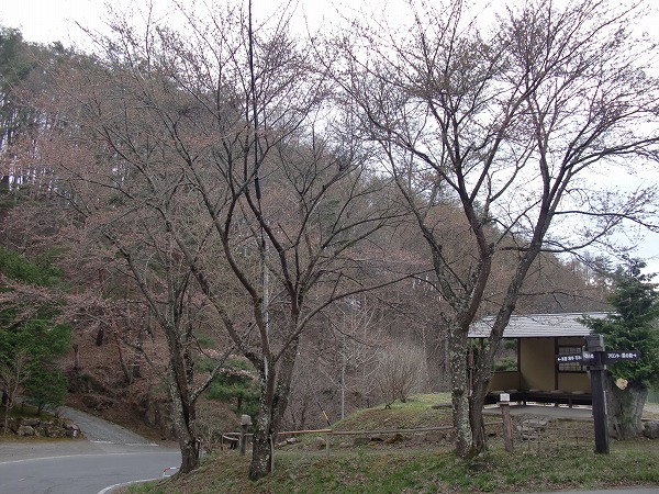 ■周辺の「お花」情報■常盤館の桜の状況（4/26）