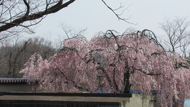 布引観音　懐古園　4月１４日