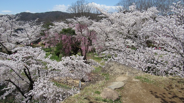 桜満開の懐古園　4月１９日