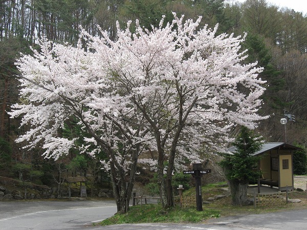■周辺の「お花」情報■常盤館の桜の状況（5/3）