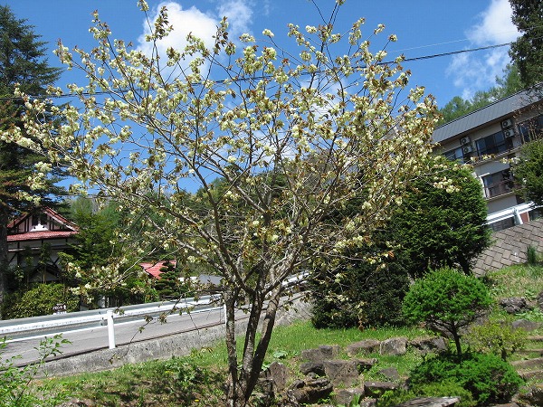 ■周辺の「お花」情報■常盤館周辺のお花