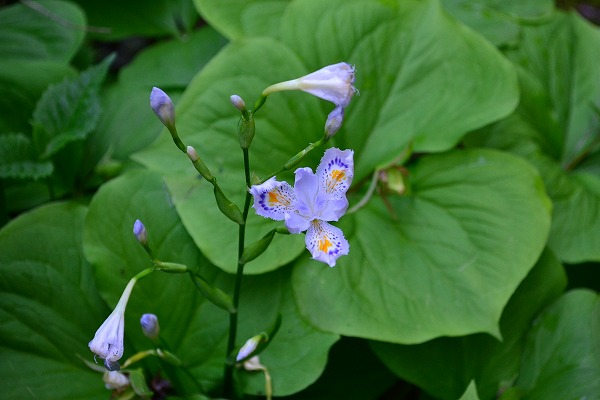 ■周辺の「お花」情報■常盤館周辺のお花