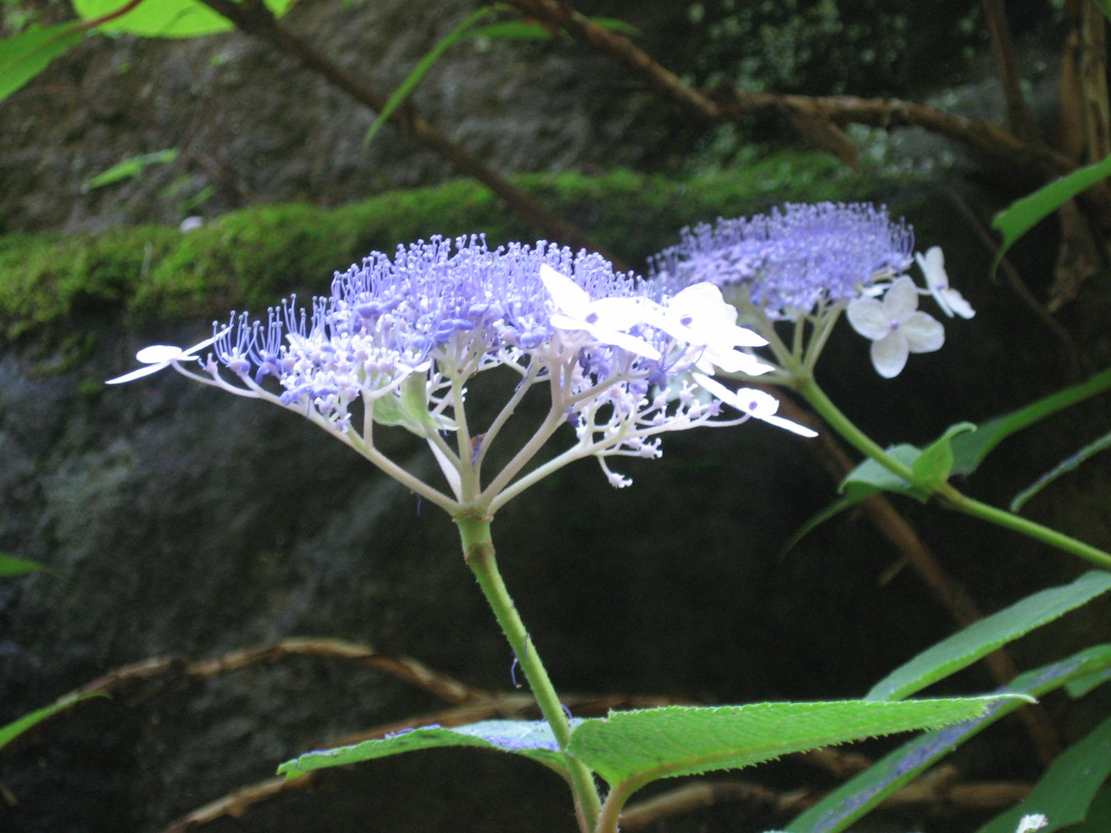 ■周辺の「お花」情報■常盤館周辺のお花