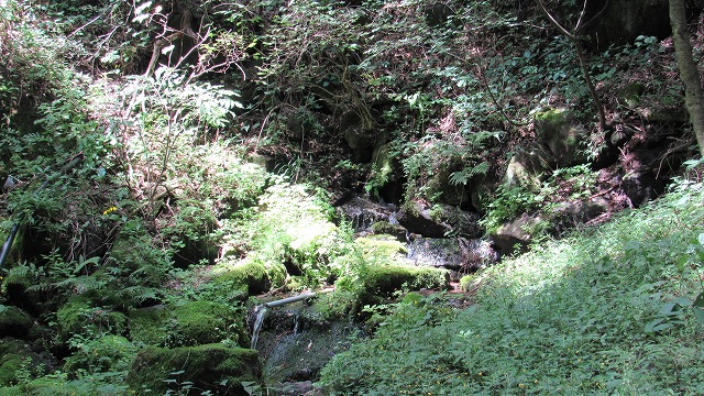 湧水地に来る夏鳥