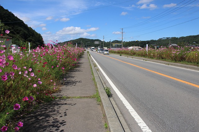 佐久市コスモス街道　9月１３日