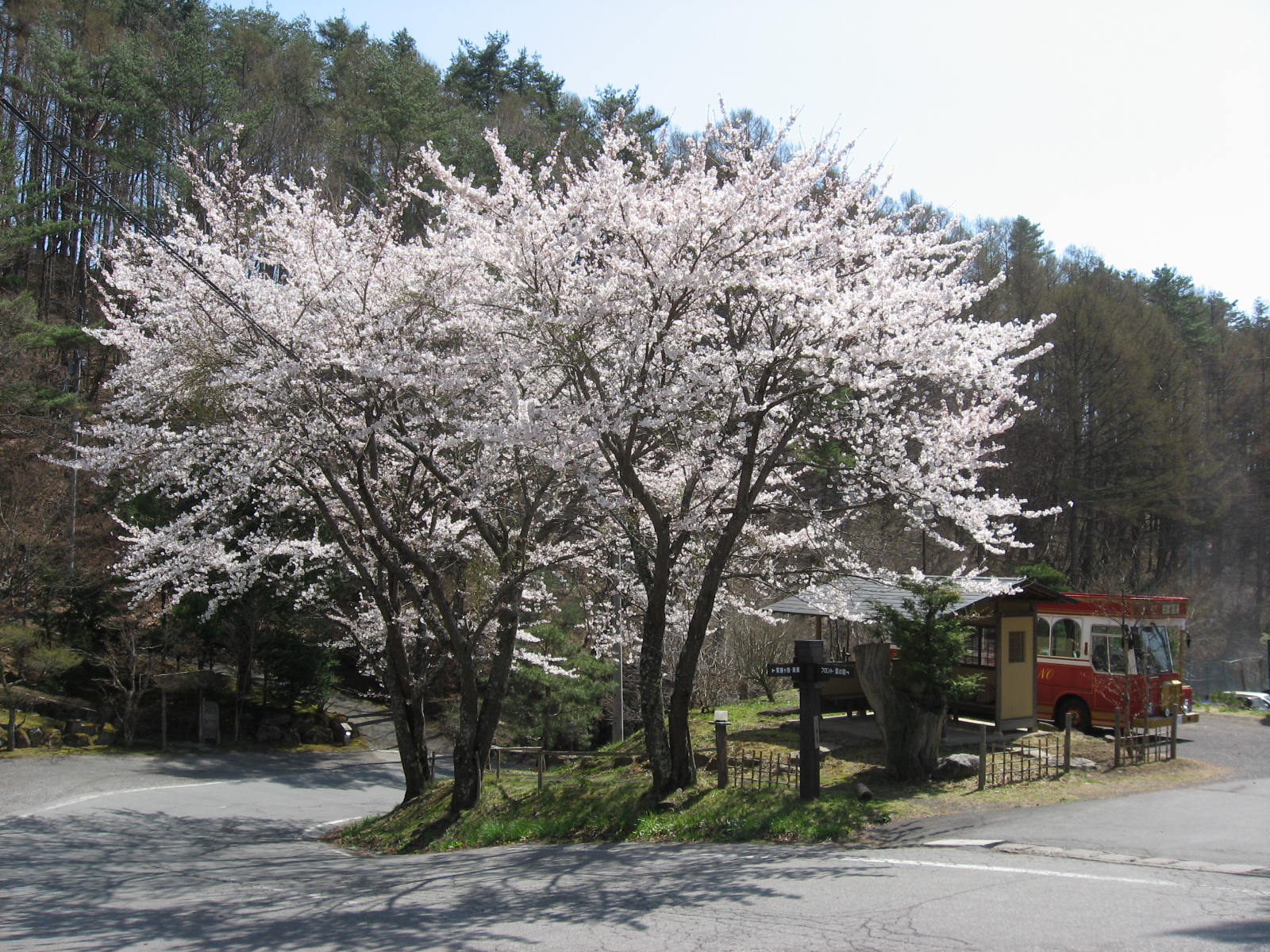 ■周辺の「お花」情報■常盤館の桜の状況（4/19）