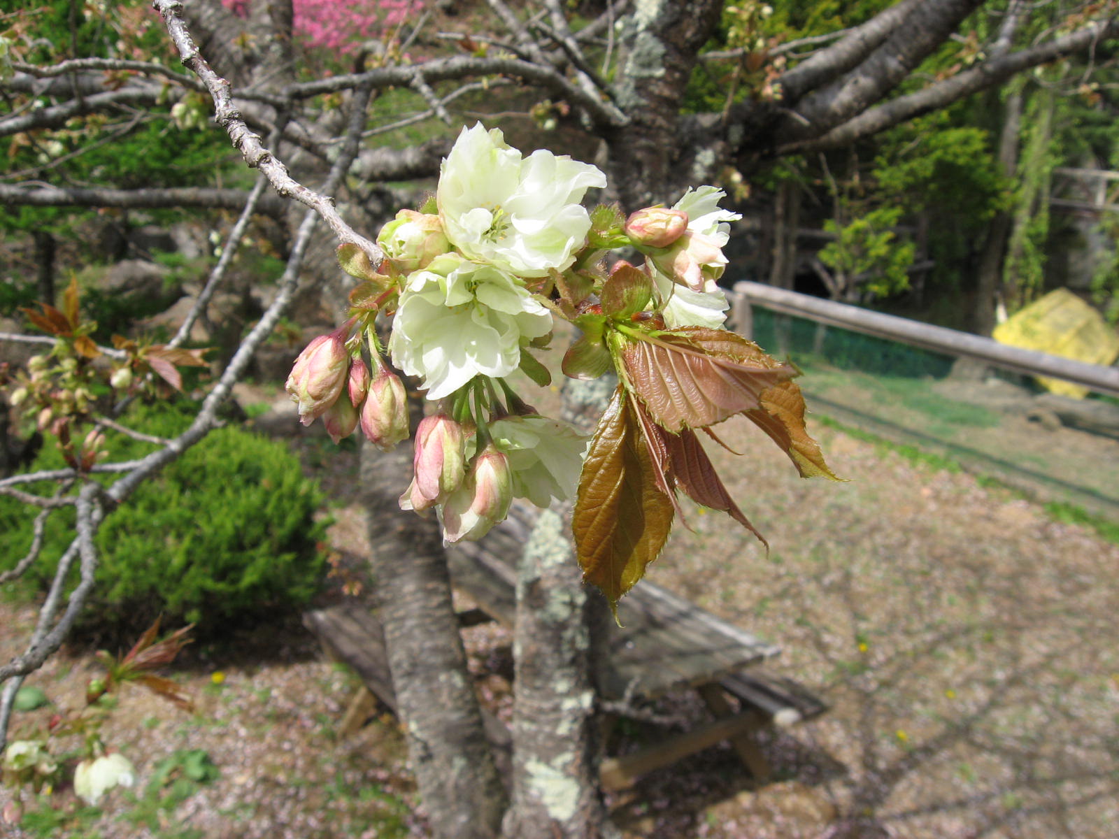 ■周辺の「お花」情報■常盤館のお花の開花状況（4/27）