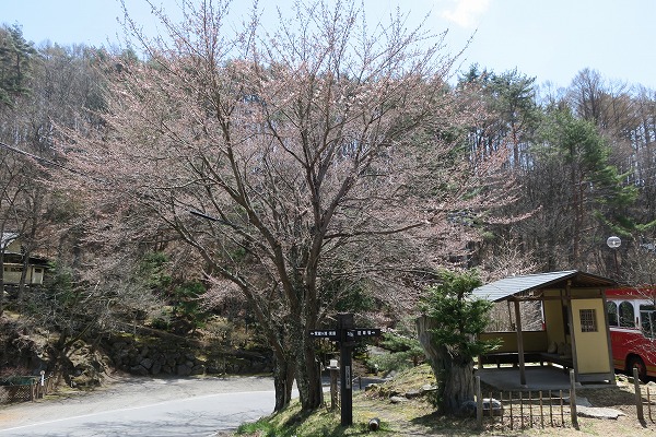 ■周辺の「お花」情報■常盤館の桜の状況（4/13）