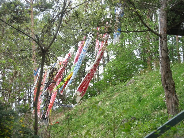 ■館内の情報■鯉のぼり