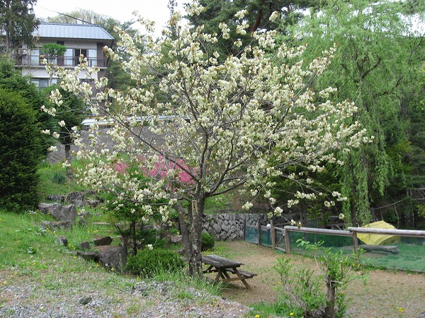 ■周辺の「お花」情報■常盤館のお花の開花状況（5/2）