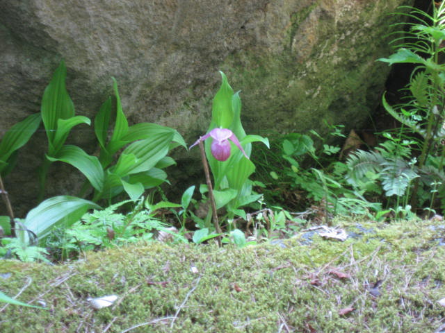 ■周辺の「お花」情報■常盤館のお花の開花状況（5/22）