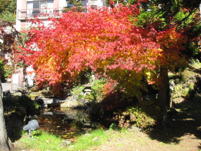 ■周辺の情報■当館周辺の紅葉