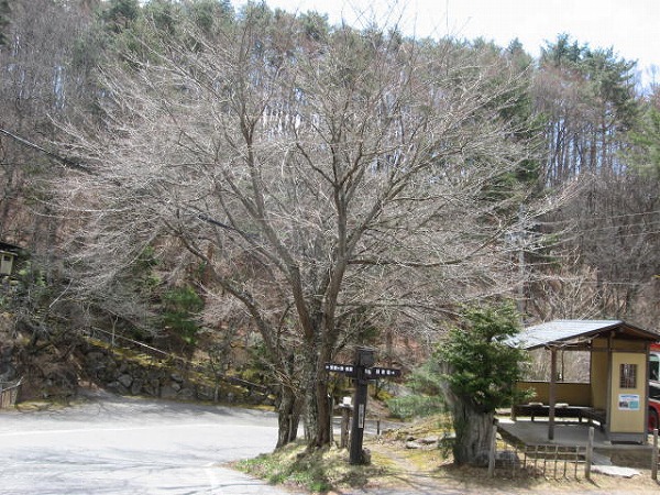 ■周辺の「お花」情報■常盤館の桜の状況（4/15）