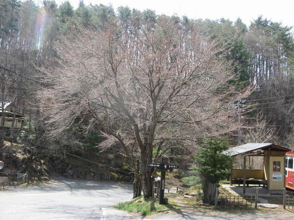 ■周辺の「お花」情報■常盤館の桜の状況（4/23）