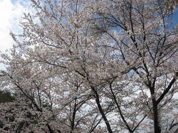 ■周辺の「お花」情報■常盤館の桜の状況（5/2）