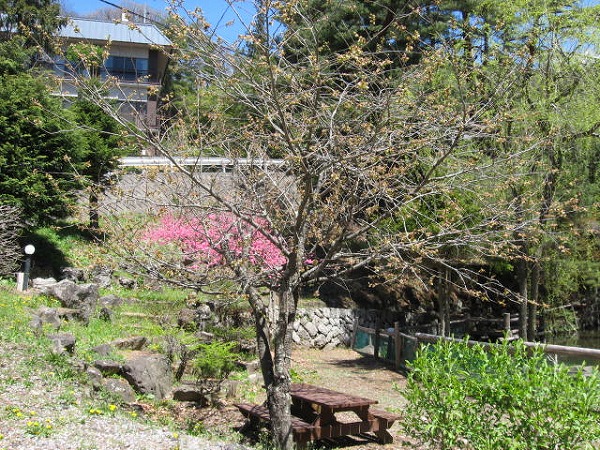 ■周辺の「お花」情報■常盤館周辺のお花の状況（5/7）