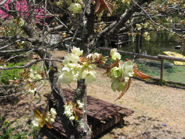 ■周辺の「お花」情報■常盤館周辺のお花の状況（5/10）