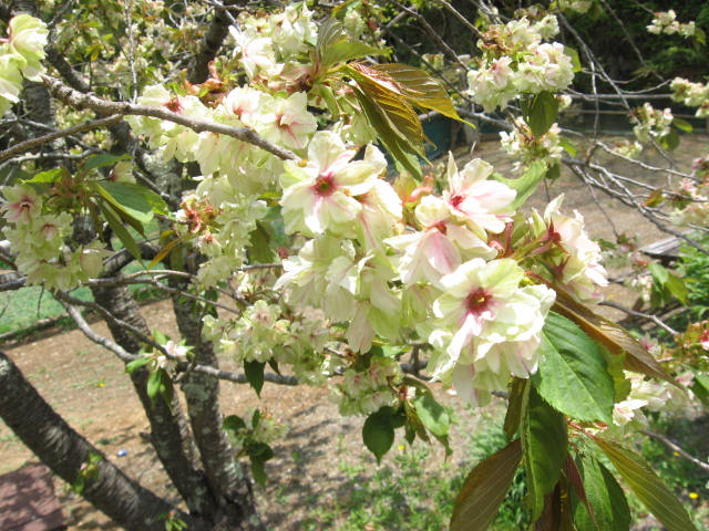 ■周辺の情報■常盤館周辺のお花の状況（5/16）