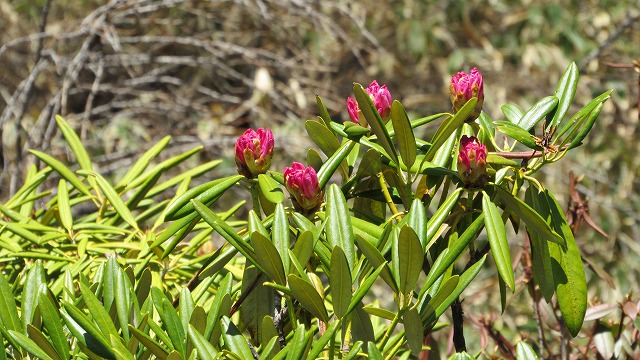 ５月２５日高峰高原の花