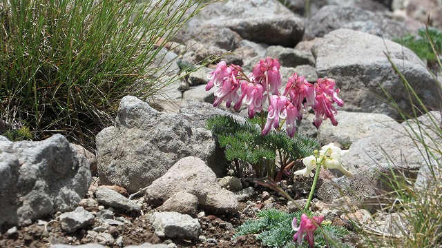 ６月２５日三方ケ峰花便り