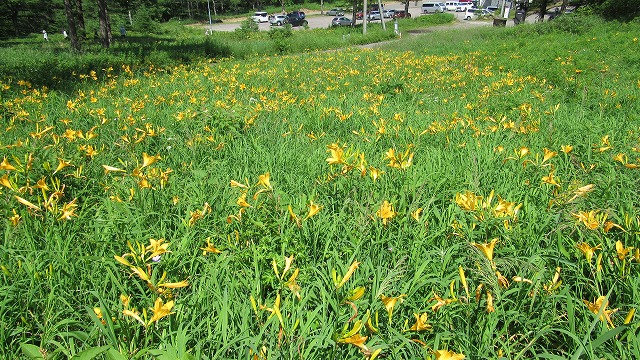 7月30日　高峰高原・池の平の花