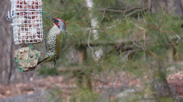 雲の助野鳥情報