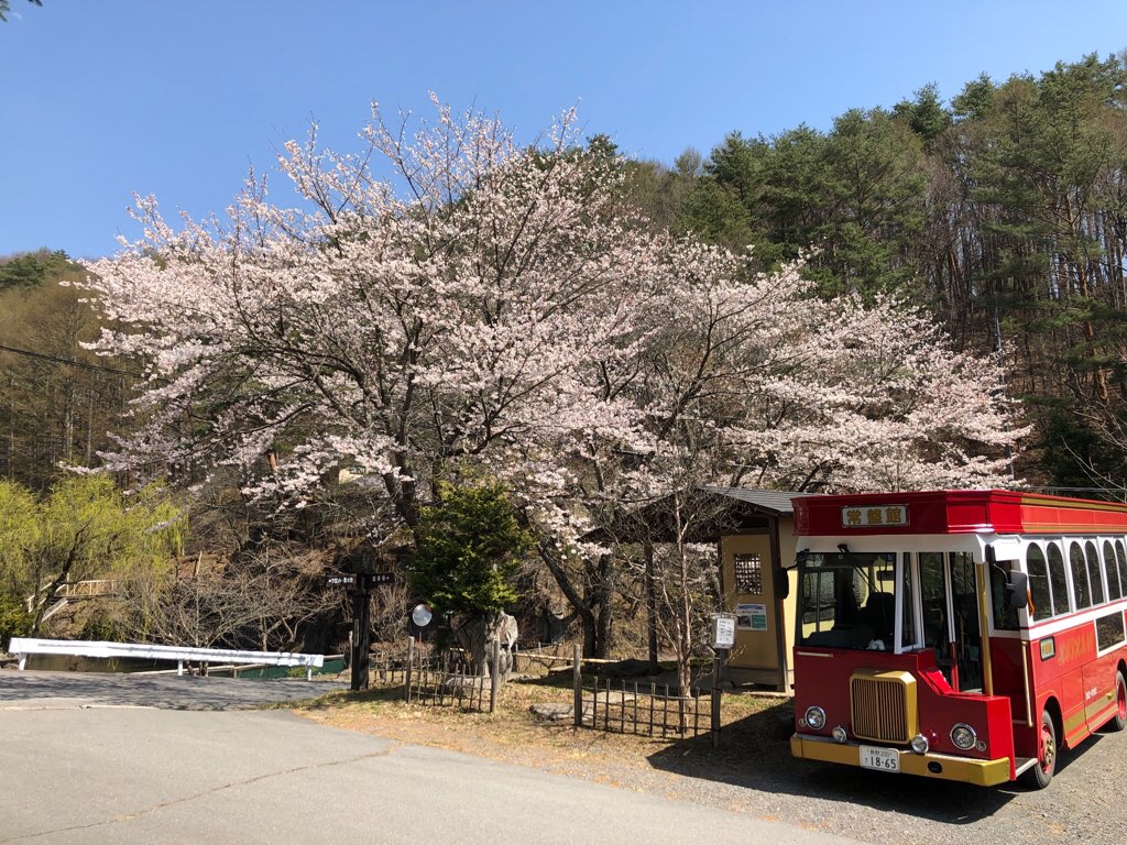 □常盤館周辺お花情報□常盤館の桜が満開です