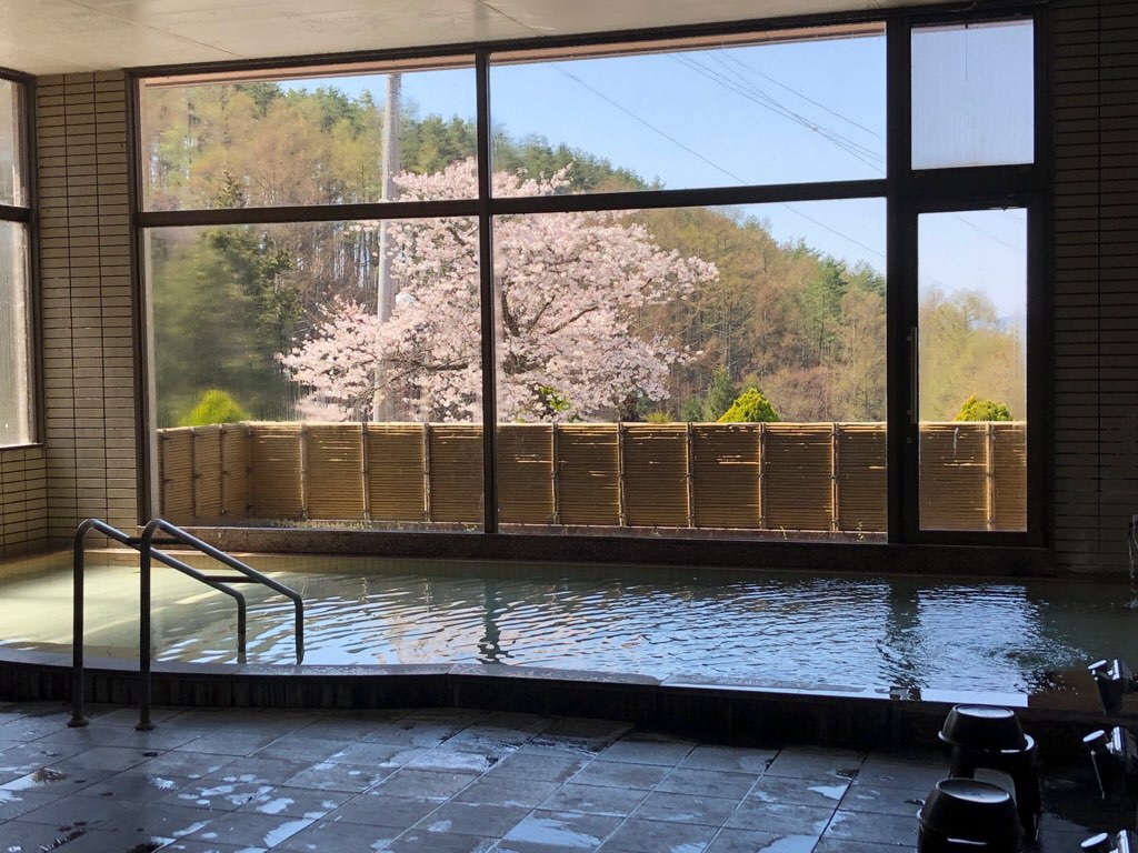 ■常盤館周辺お花情報■大浴場からの桜がきれいです