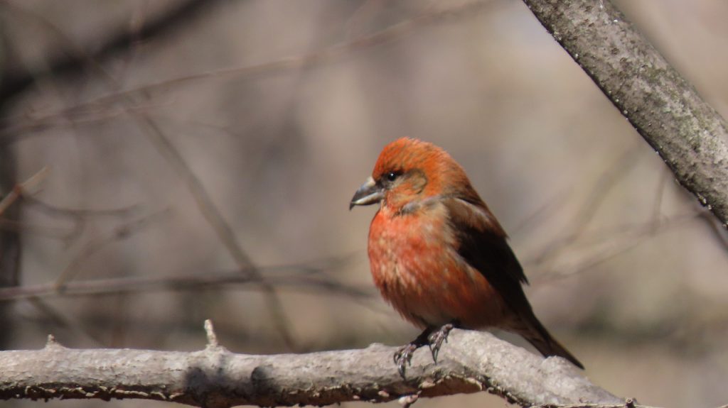 幸せの鳥イスカきています。