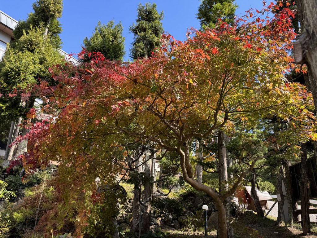 ■常盤館周辺紅葉情報■だんだんと秋らしい色へ