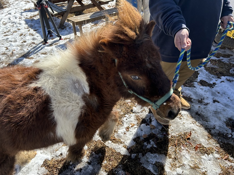 ■ポニーのポン太とモカが小諸動物園へ！